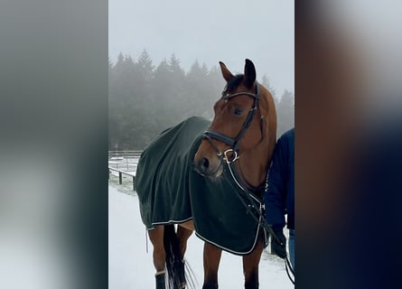 Caballo de deporte alemán, Caballo castrado, 8 años, 166 cm, Castaño