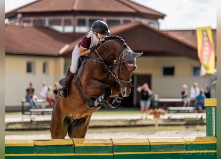 Caballo de deporte alemán, Caballo castrado, 8 años, 168 cm, Castaño