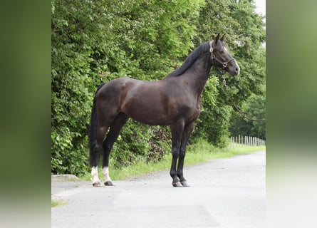 Caballo de deporte alemán, Caballo castrado, 8 años, 168 cm, Negro