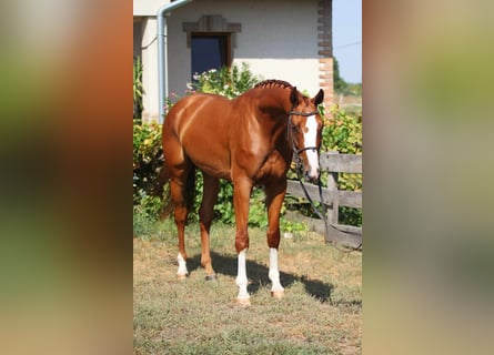 Caballo de deporte alemán, Caballo castrado, 8 años, 170 cm, Alazán