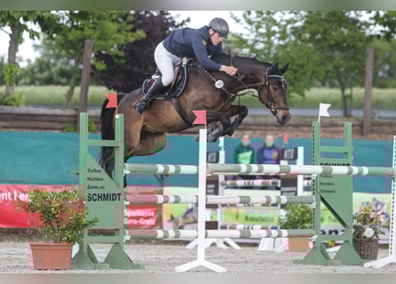 Caballo de deporte alemán, Caballo castrado, 8 años, 170 cm, Castaño