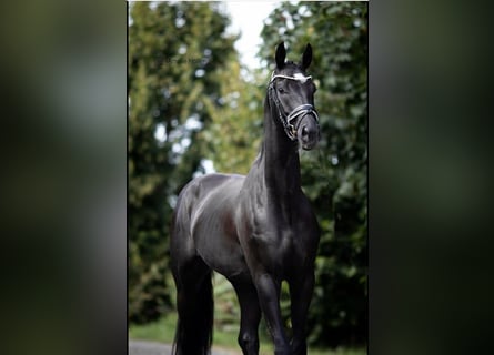 Caballo de deporte alemán, Caballo castrado, 8 años, 170 cm, Negro