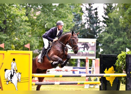 Caballo de deporte alemán, Caballo castrado, 8 años, 173 cm, Castaño oscuro