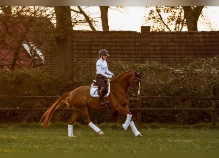 Caballo de deporte alemán, Caballo castrado, 8 años, 176 cm, Alazán