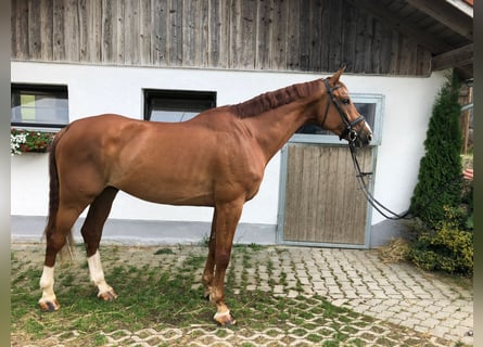 Caballo de deporte alemán, Caballo castrado, 8 años, 178 cm, Alazán