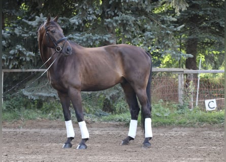 Caballo de deporte alemán, Caballo castrado, 8 años, 178 cm, Castaño