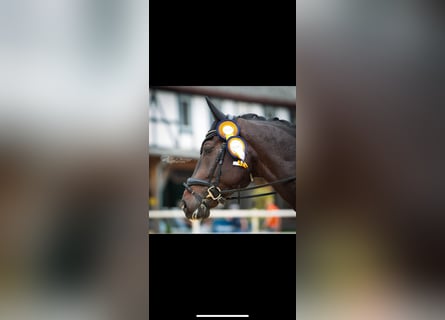 Caballo de deporte alemán, Caballo castrado, 8 años, 178 cm, Morcillo