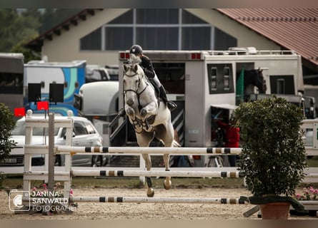 Caballo de deporte alemán, Caballo castrado, 8 años, 178 cm, Tordo