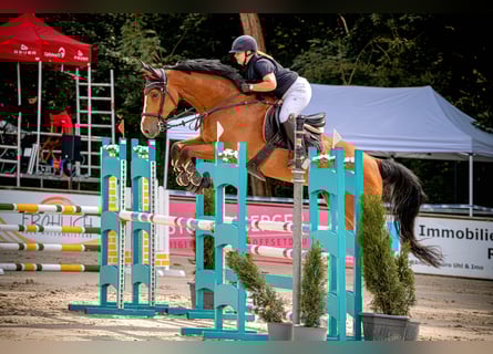 Caballo de deporte alemán, Caballo castrado, 8 años, 179 cm, Castaño