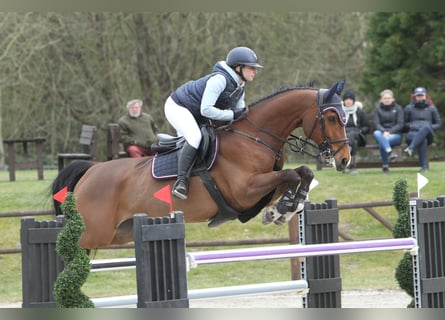 Caballo de deporte alemán, Caballo castrado, 9 años, 168 cm, Castaño
