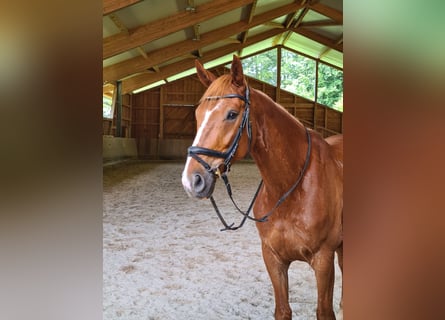 Caballo de deporte alemán, Caballo castrado, 9 años, 171 cm, Alazán