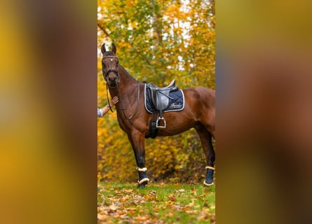 Caballo de deporte alemán, Caballo castrado, 9 años, 173 cm, Castaño