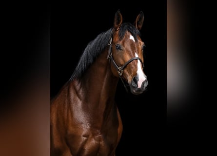 Caballo de deporte alemán, Caballo castrado, 9 años, 173 cm, Castaño