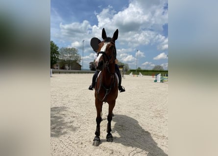 Caballo de deporte alemán, Caballo castrado, 9 años, 178 cm, Castaño