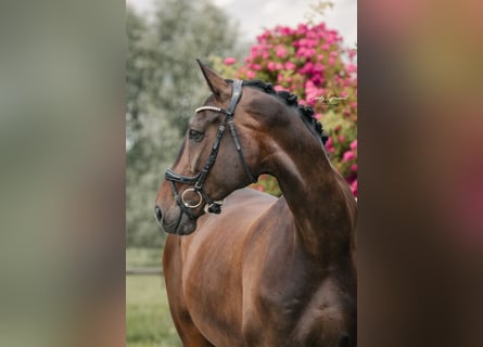 Caballo de deporte alemán, Caballo castrado, 9 años, 182 cm, Castaño