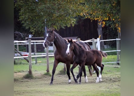 Caballo de deporte alemán, Semental, 1 año, 143 cm, Castaño oscuro