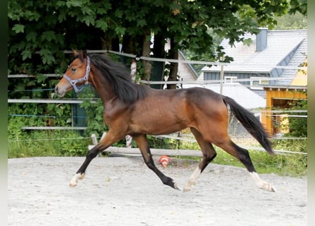 Caballo de deporte alemán, Semental, 1 año, 167 cm, Castaño oscuro