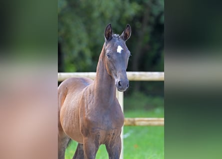 Caballo de deporte alemán, Semental, 1 año, 168 cm, Castaño oscuro