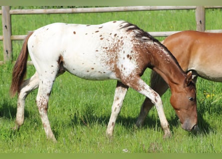 Caballo de deporte alemán, Semental, 1 año, 170 cm, Atigrado/Moteado