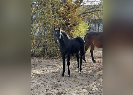 Caballo de deporte alemán, Semental, 1 año, 170 cm, Negro