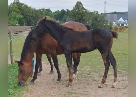 Caballo de deporte alemán, Semental, 1 año, 173 cm, Negro