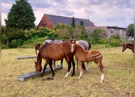 Caballo de deporte alemán, Semental, 1 año, Alazán