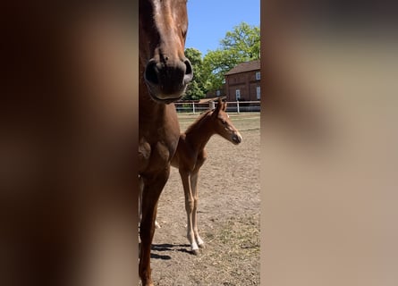 Caballo de deporte alemán, Semental, 1 año, Alazán