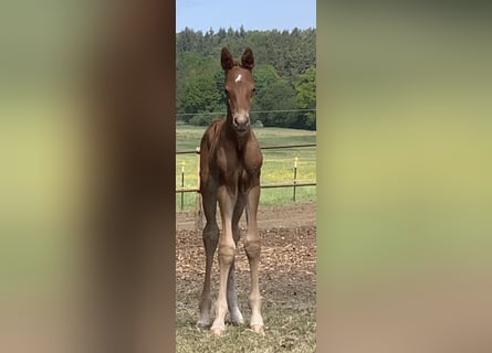 Caballo de deporte alemán, Semental, 1 año, Alazán