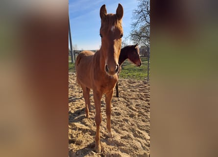 Caballo de deporte alemán, Semental, 1 año, Alazán