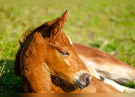 Caballo de deporte alemán, Semental, 1 año, Alazán