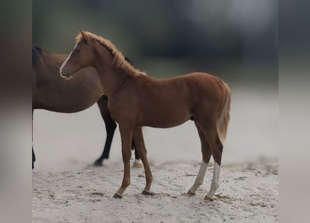 Caballo de deporte alemán, Semental, 1 año, Alazán