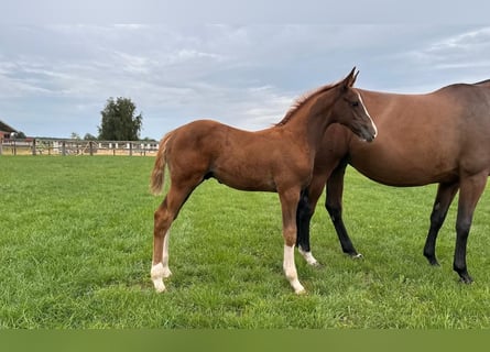 Caballo de deporte alemán, Semental, 1 año, Alazán