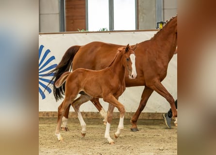 Caballo de deporte alemán, Semental, 1 año, Alazán