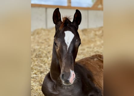 Caballo de deporte alemán, Semental, 1 año, Alazán-tostado