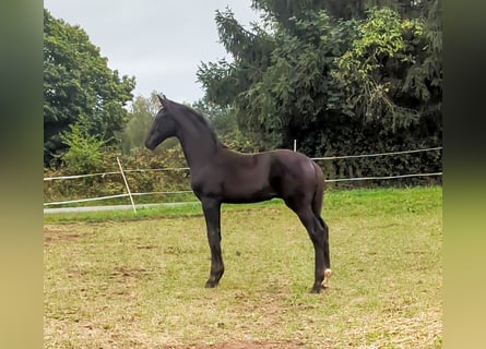 Caballo de deporte alemán, Semental, 1 año