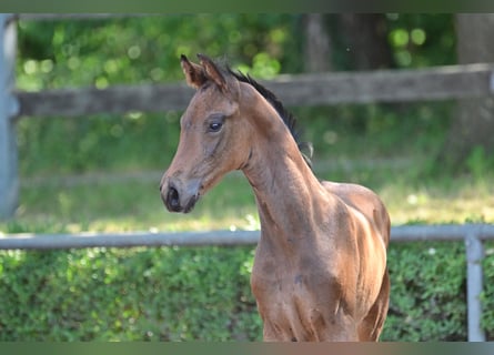 Caballo de deporte alemán, Semental, 1 año