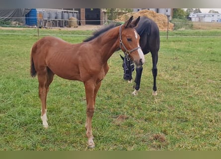 Caballo de deporte alemán, Semental, 1 año, Castaño