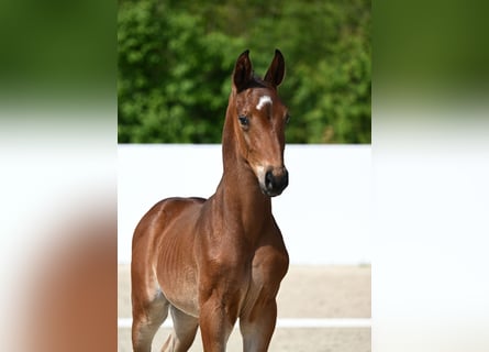 Caballo de deporte alemán, Semental, 1 año, Castaño