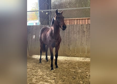 Caballo de deporte alemán, Semental, 1 año, Castaño