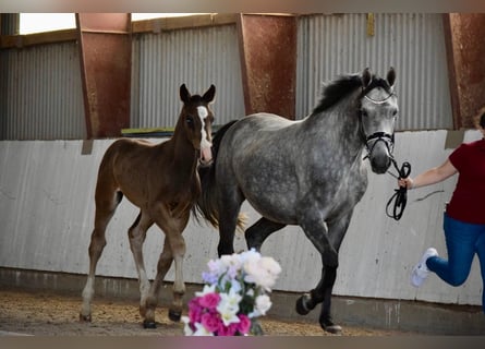 Caballo de deporte alemán, Semental, 1 año, Castaño