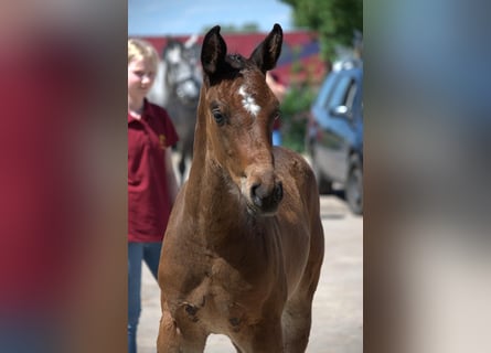 Caballo de deporte alemán, Semental, 1 año, Castaño