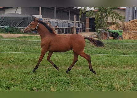 Caballo de deporte alemán, Semental, 1 año, Castaño