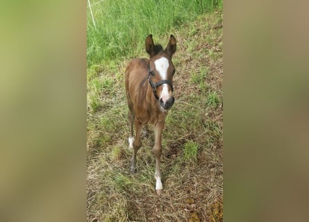 Caballo de deporte alemán, Semental, 1 año, Castaño