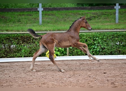 Caballo de deporte alemán, Semental, 1 año, Castaño