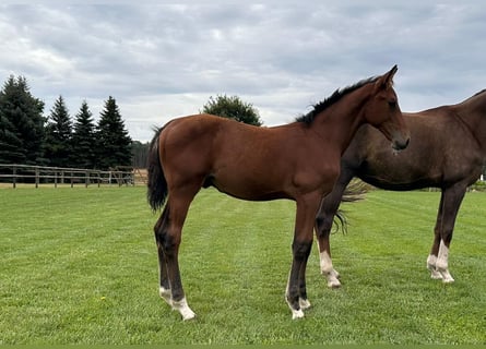 Caballo de deporte alemán, Semental, 1 año, Castaño