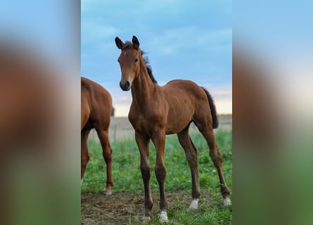 Caballo de deporte alemán, Semental, 1 año, Castaño oscuro