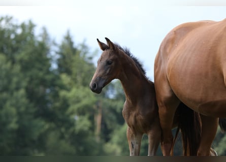 Caballo de deporte alemán, Semental, 1 año, Castaño oscuro