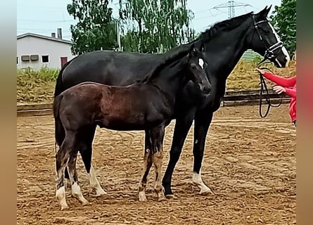 Caballo de deporte alemán, Semental, 1 año, Morcillo