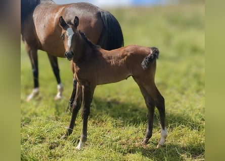 Caballo de deporte alemán, Semental, 1 año, Musgo