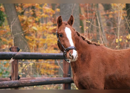 Caballo de deporte alemán, Semental, 2 años, 163 cm, Alazán